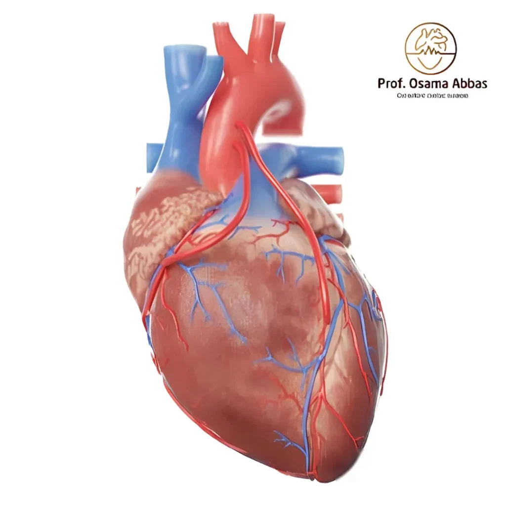 توضح توزيع الشرايين التاجية التي تغذي عضلة القلب بالأكسجين، وهي ضرورية لوظيفة القلب الطبيعية.