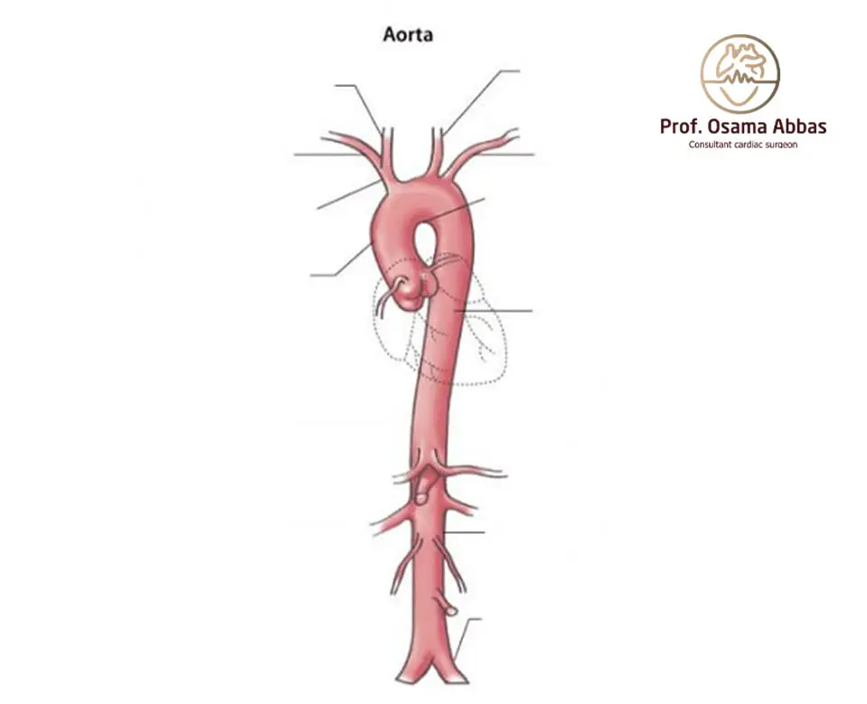 رسم تشريحي يوضح مسار الشريان الأورطي الرئيسي الذي ينقل الدم من القلب إلى جميع أنحاء الجسم.