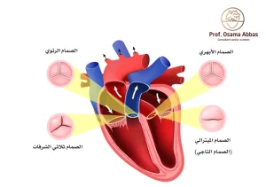 أربع صمامات طبيعية للقلب