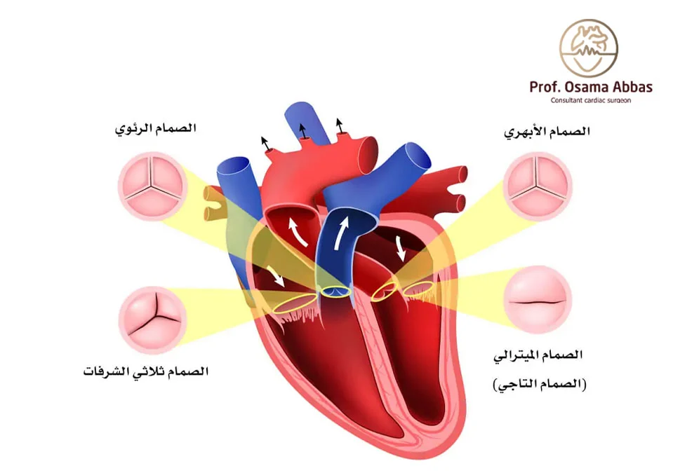 أربع صمامات طبيعية للقلب