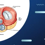لماذا الصمام الأيسر للقلب ثنائي الشرفات بينما الصمام الأيمن ثلاثي الشرفات؟