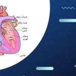 ماذا تسمى الممرات التي تصل بين كل أذين وبطين في القلب؟