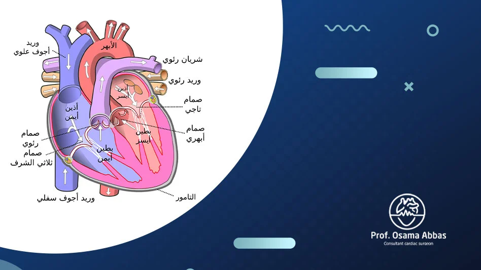 ماذا-تسمى-الممرات-التي-تصل-بين-كل-اذين-وبطين-في-القلب ماذا تسمى الممرات التي تصل بين كل اذين وبطين في القلب؟ تُعرف باسم الصمامات الأذينية البطينية بمرور الدم من الأذين إلى البطين، وتمنع رجوعه بالاتجاه المعاكس